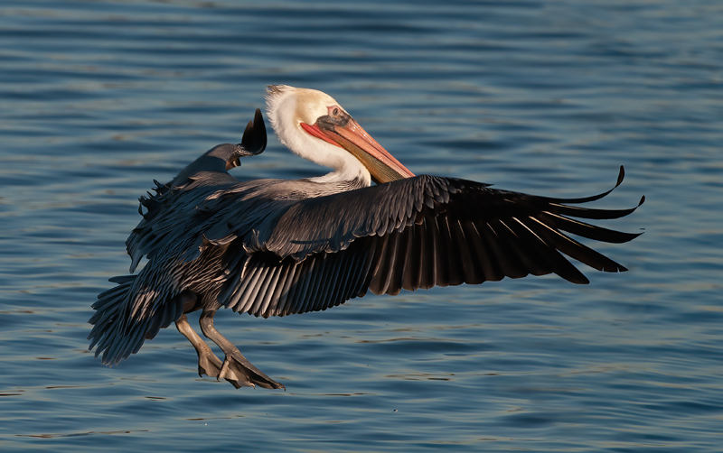 Brown_Pelican_10_CA_260