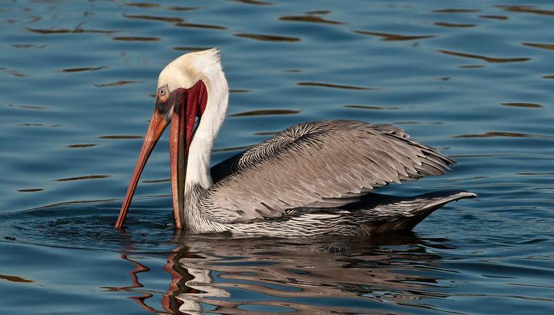 Brown_Pelican_10_CA_268