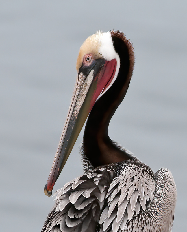 Brown_Pelican_10_CA_278