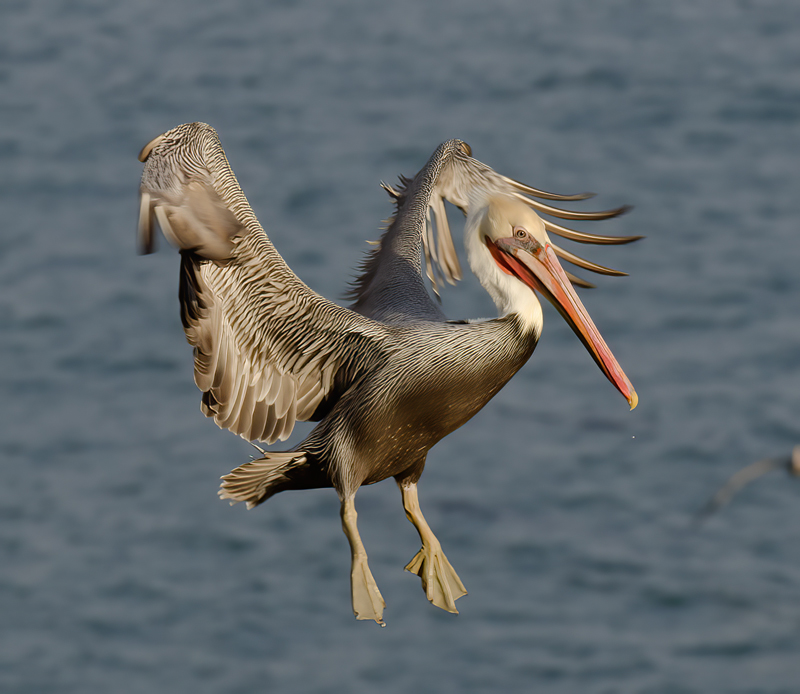 Brown_Pelican_10_CA_326