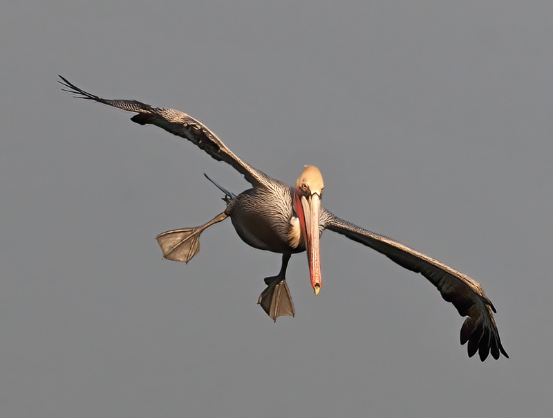 Brown_Pelican_10_CA_331