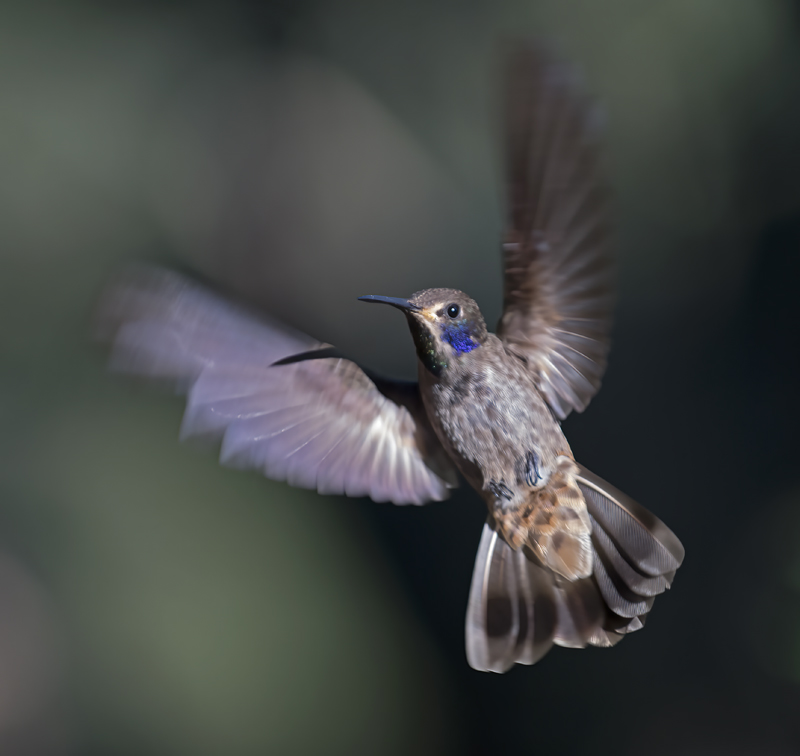 Brown_Violetear_18_Ecuador_002