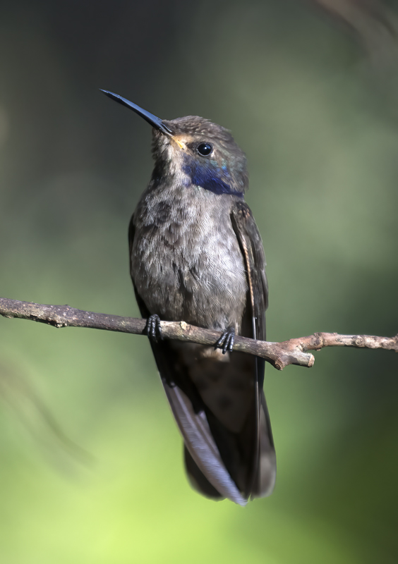 Brown_Violetear_18_Ecuador_008