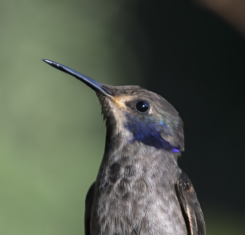 Brown_Violetear_18_Ecuador_010