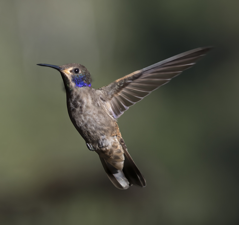 Brown_Violetear_18_Ecuador_011