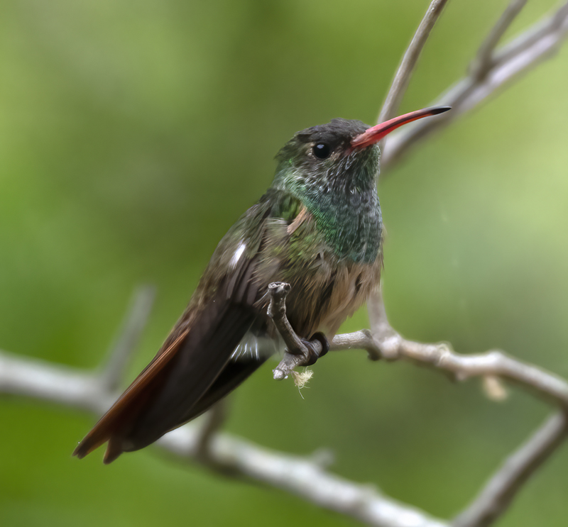Buff-bellied_Hummingbird_19_TX_035