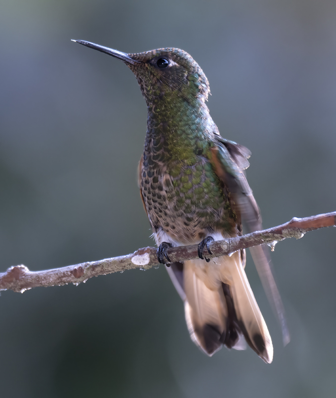 Buff-tailed_Coronet_18_Ecuador_007