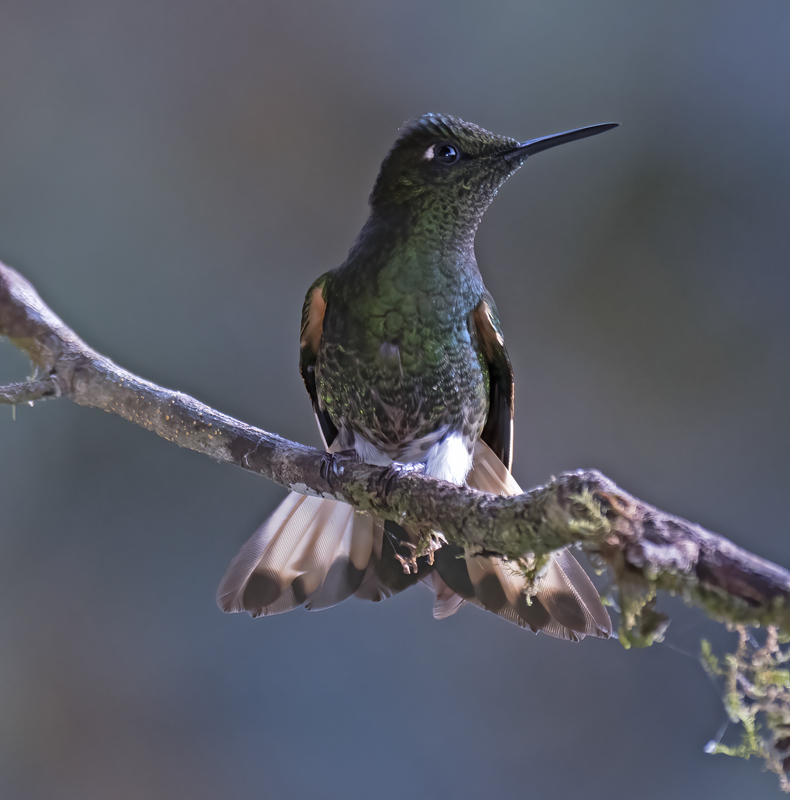 Buff-tailed_Coronet_18_Ecuador_010