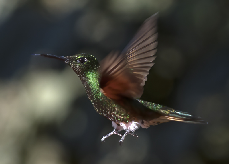 Buff-tailed_Coronet_18_Ecuador_065