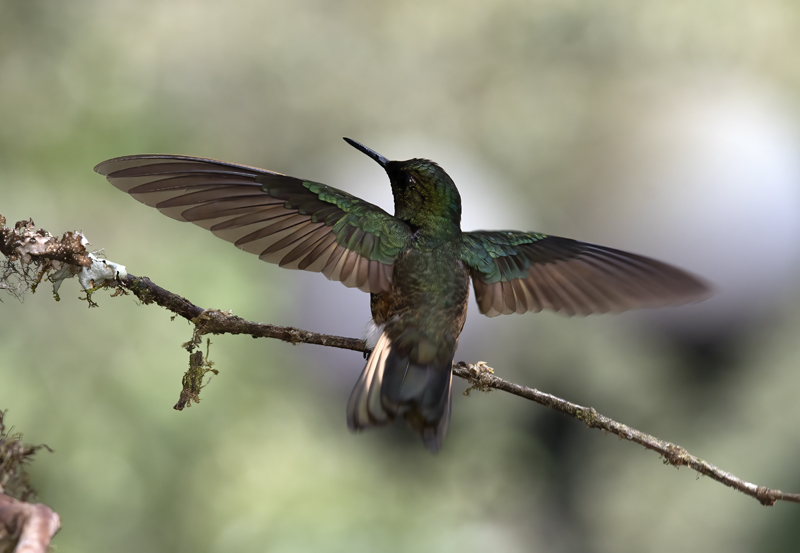 Buff-tailed_Coronet_18_Ecuador_116