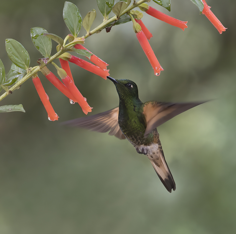 Buff-tailed_Coronet_18_Ecuador_117