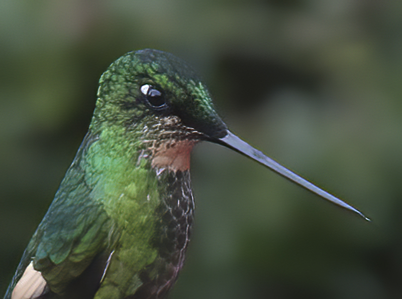 Buff-winged_Starfrontlet_18_Ecuador_009