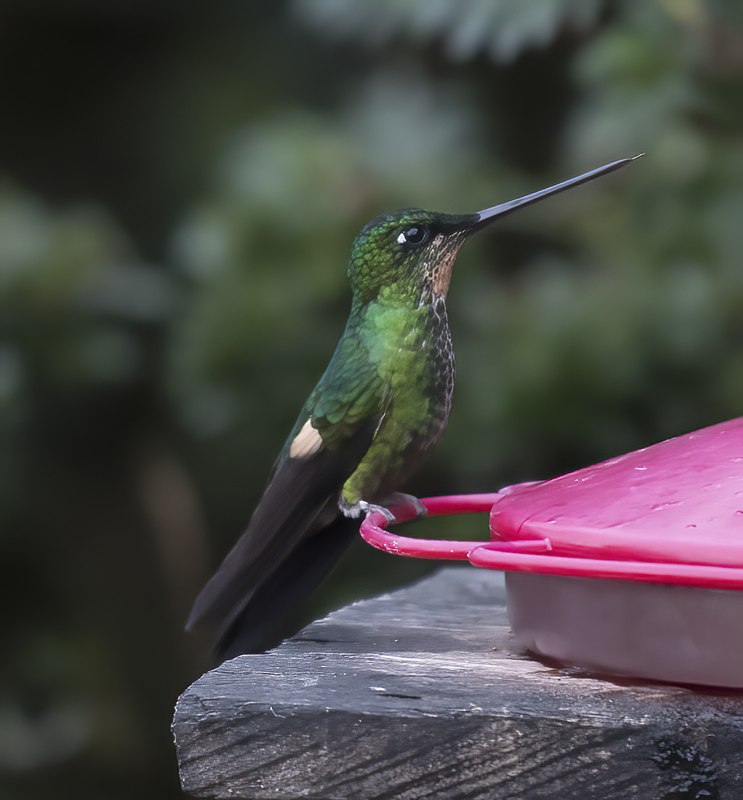 Buff-winged_Starfrontlet_18_Ecuador_011