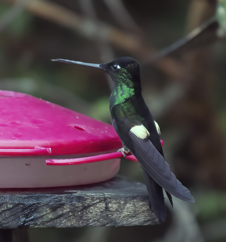 Buff-winged_Starfrontlet_18_Ecuador_021