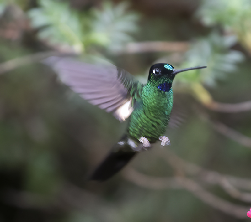 Buff-winged_Starfrontlet_18_Ecuador_026