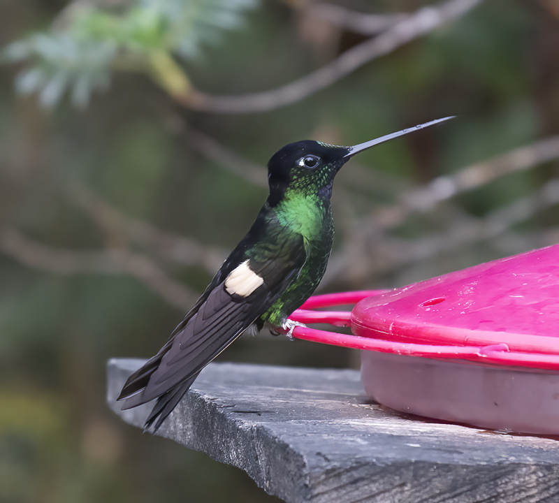 Buff-winged_Starfrontlet_18_Ecuador_033