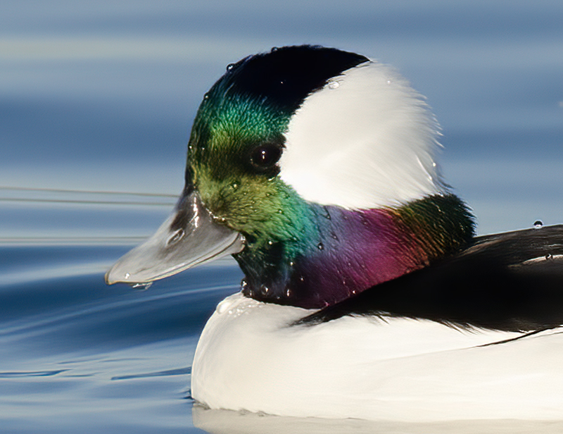 Bufflehead_10_FL_006