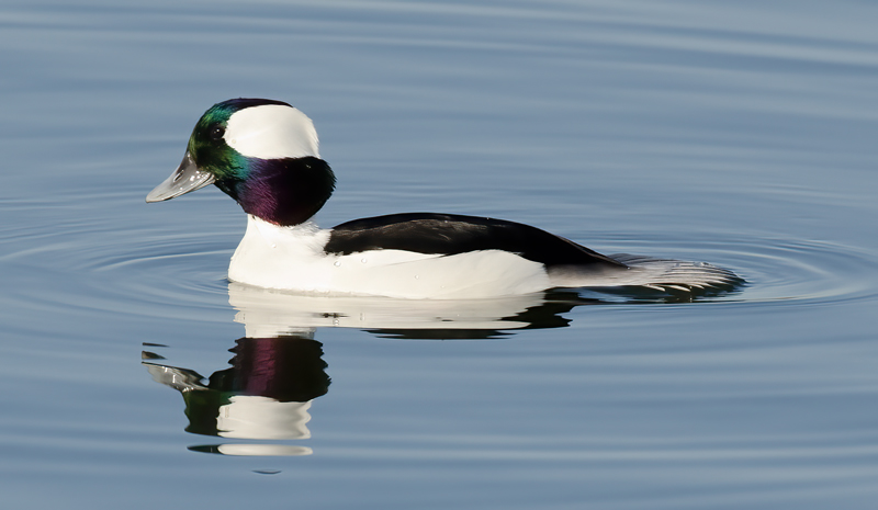 Bufflehead_10_FL_026