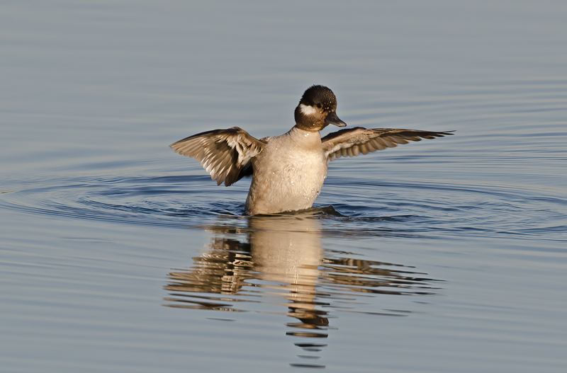 Bufflehead_14_CA_002