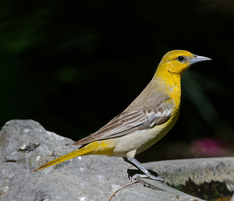 Bullocks_Oriole_13_CA_013