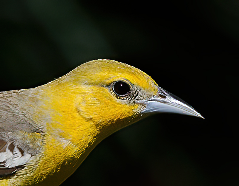 Bullocks_Oriole_13_CA_014