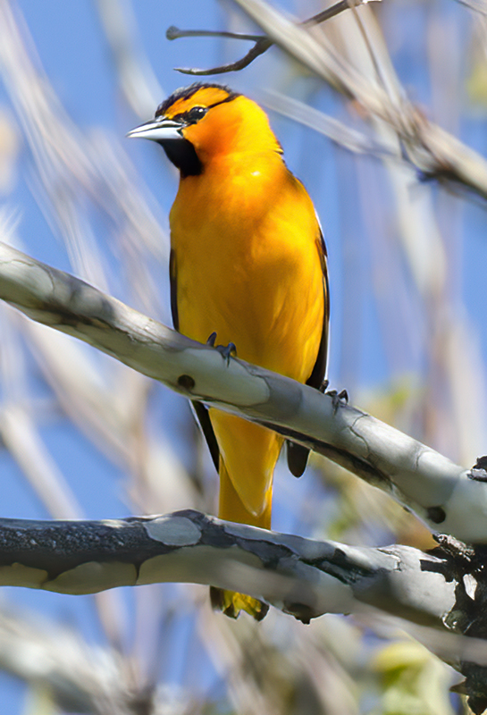 Bullocks_Oriole_14_CA_004