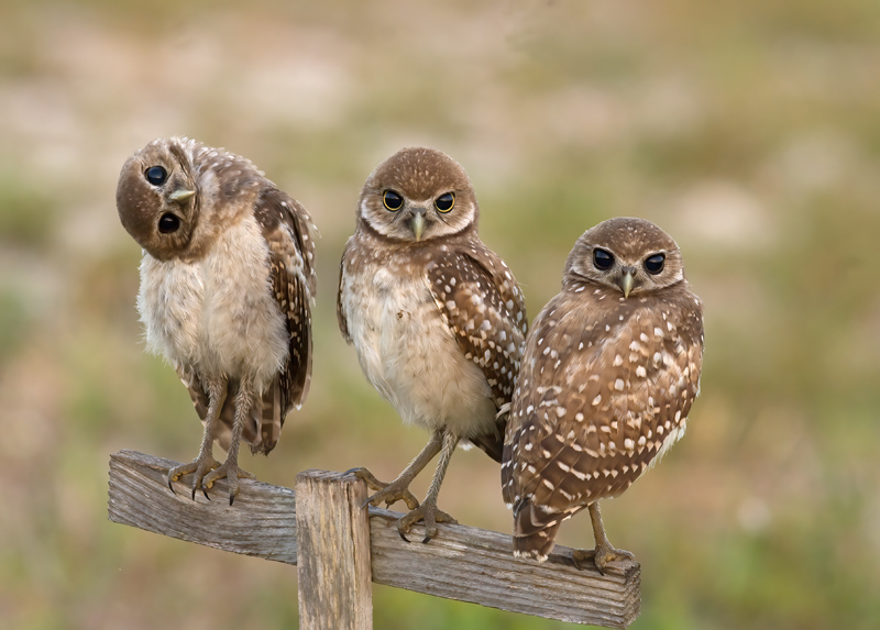 Burrowing_Owl_08_FL_021