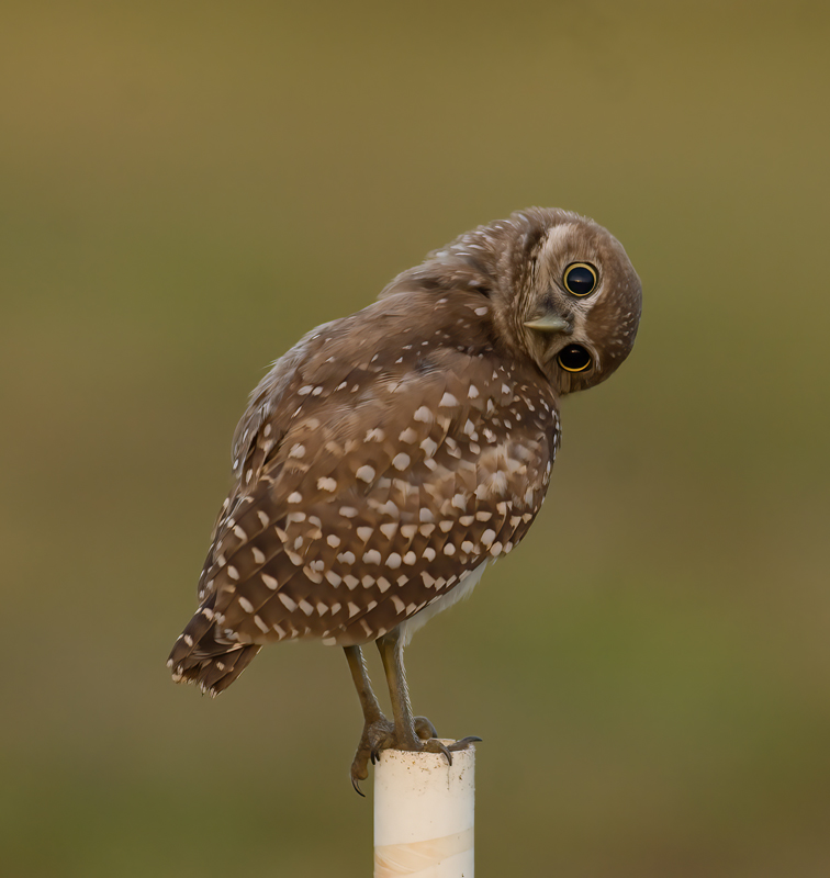 Burrowing_Owl_08_FL_029