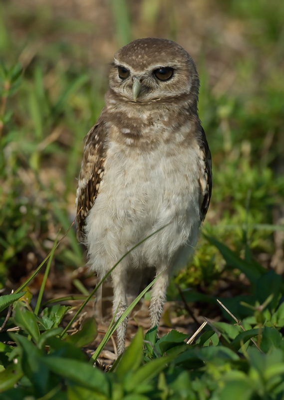 Burrowing_Owl_09_FL_025