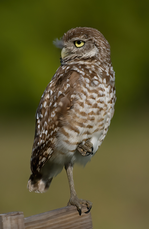 Burrowing_Owl_09_FL_104