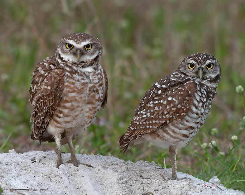 Burrowing_Owl_10_FL_157