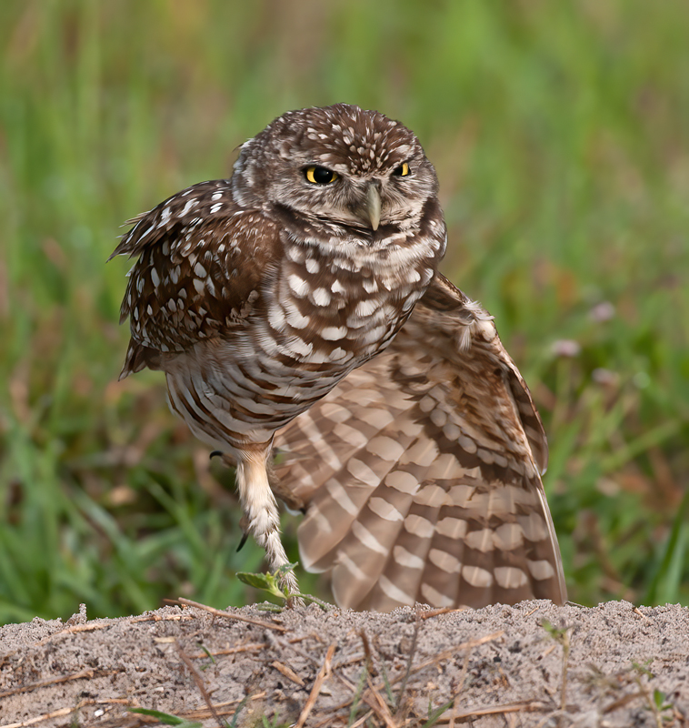 Burrowing_Owl_10_FL_192