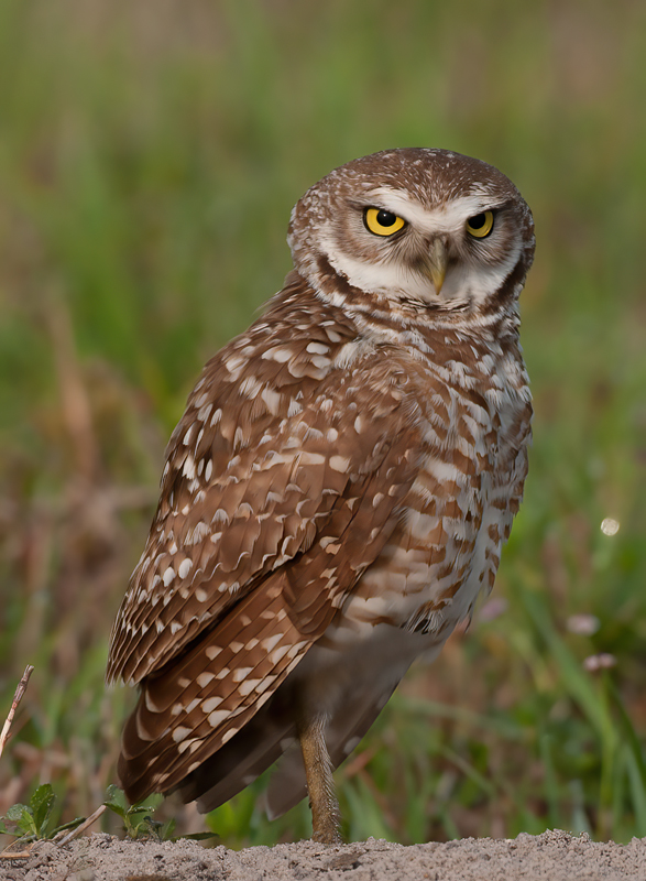 Burrowing_Owl_10_FL_207