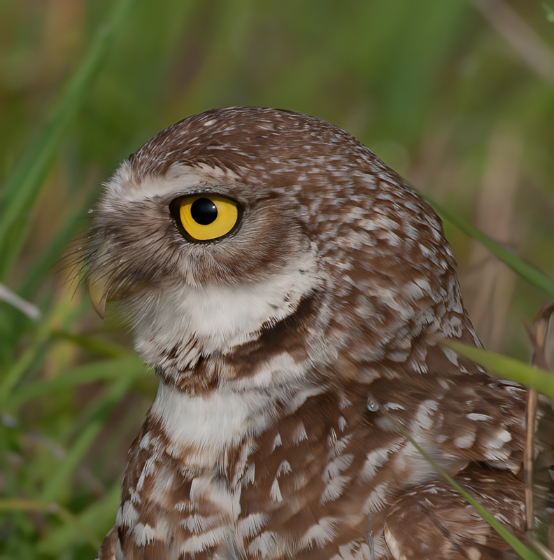 Burrowing_Owl_10_FL_226