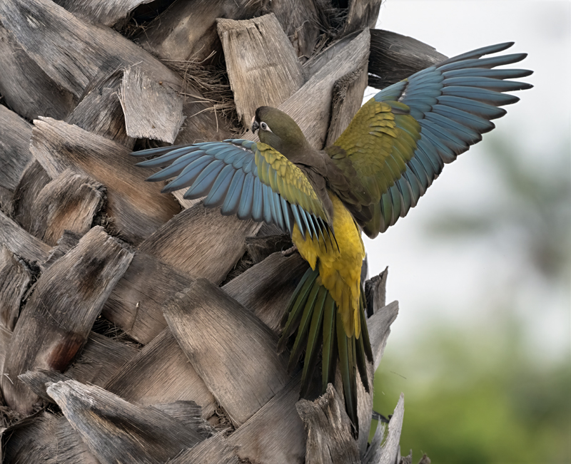 Burrowing_Parakeet_25_CA_C_044