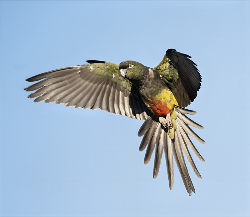 Burrowing_Parakeet_25_CA_C_111