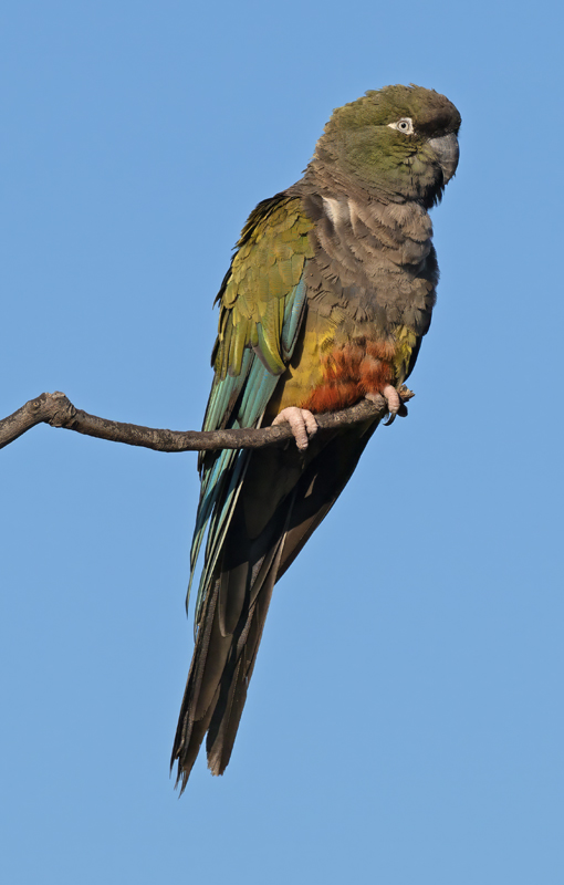 Burrowing_Parakeet_25_CA_L_522