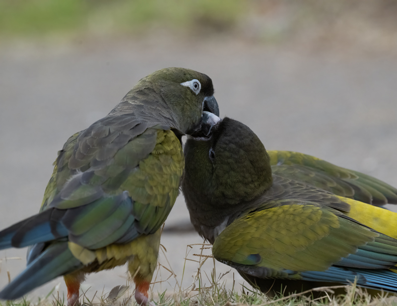 Burrowing_Parakeet_25_CA_L_524