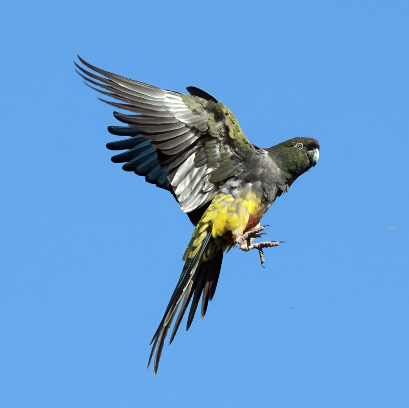 Burrowing_Parakeet_25_CA_L_581