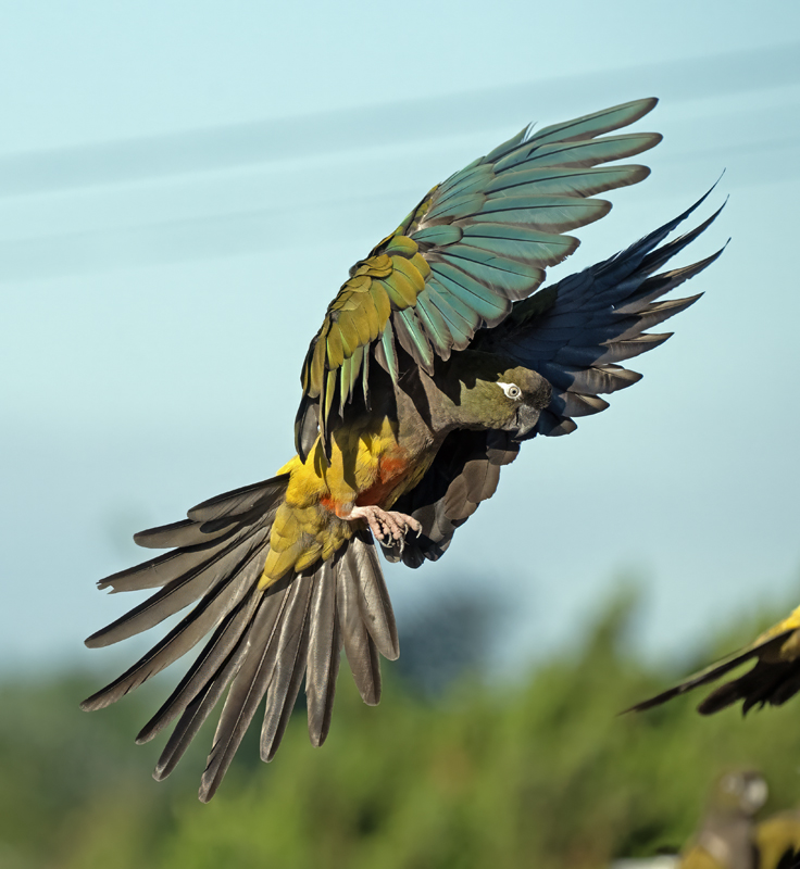 Burrowing_Parakeet_25_CA_L_715