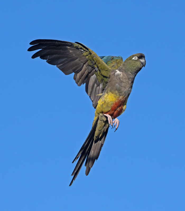 Burrowing_Parakeet_25_CA_L_742