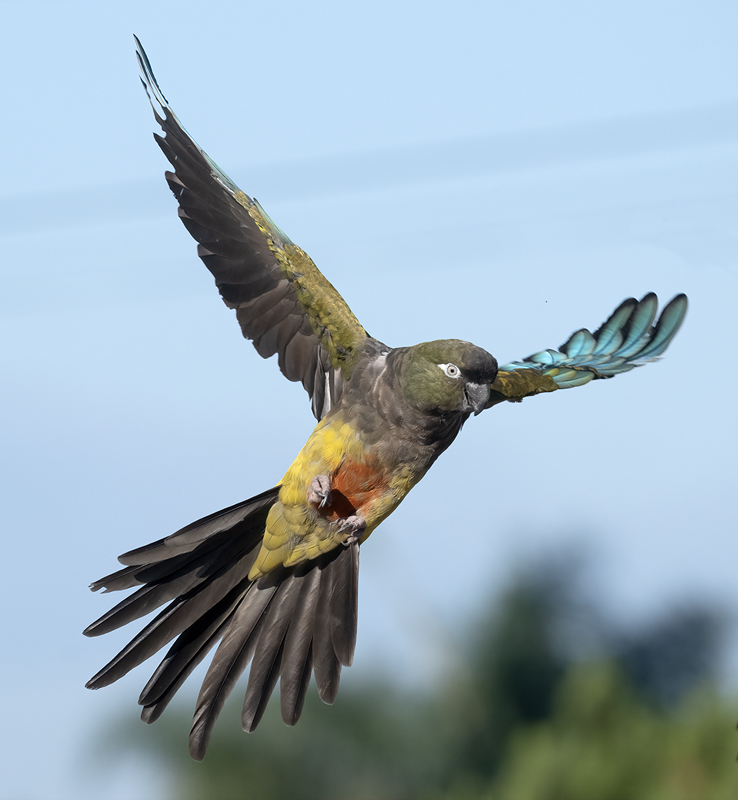 Burrowing_Parakeet_25_CA_L_900