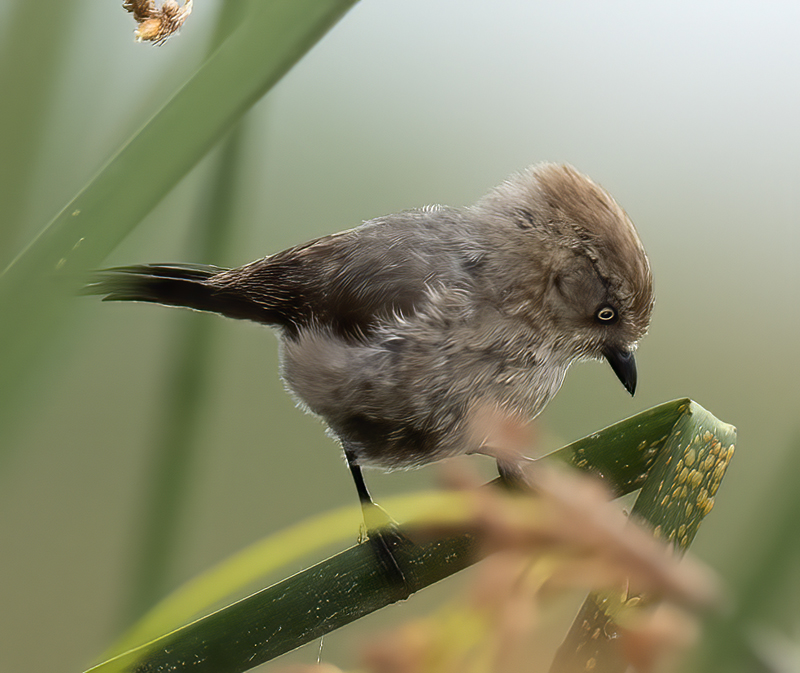 Bushtit_21_CA_007