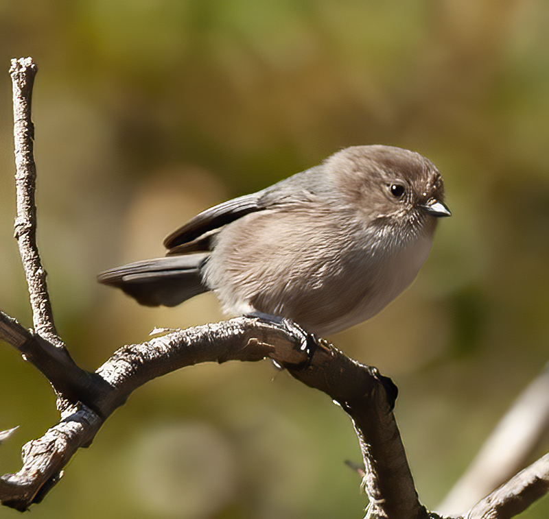Bushtit_21_CA_012