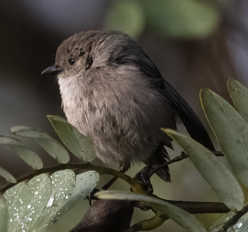 Bushtit_22_CA_001