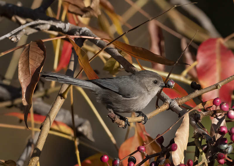 Bushtit_22_CA_019