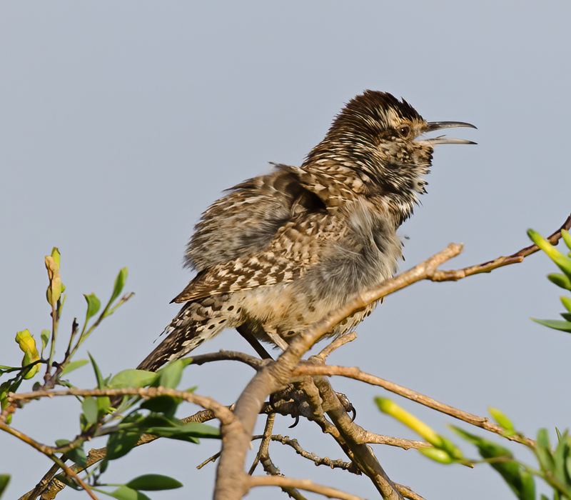 Cactus_Wren_13_CA_018
