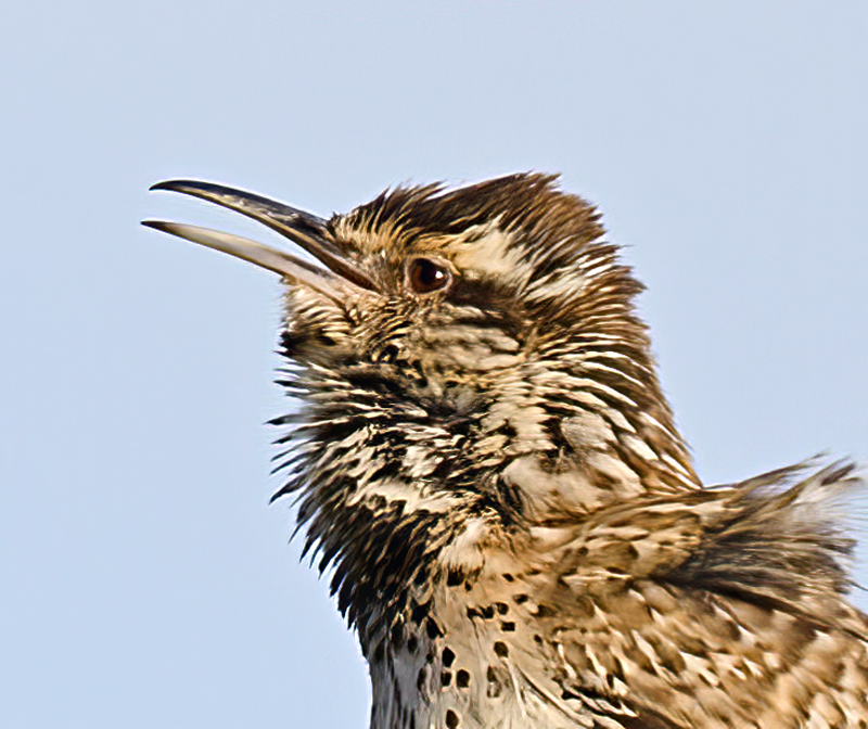 Cactus_Wren_13_CA_026