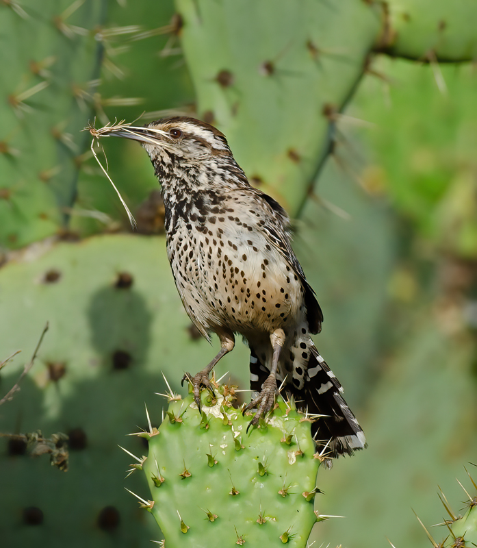 Cactus_Wren_13_CA_054