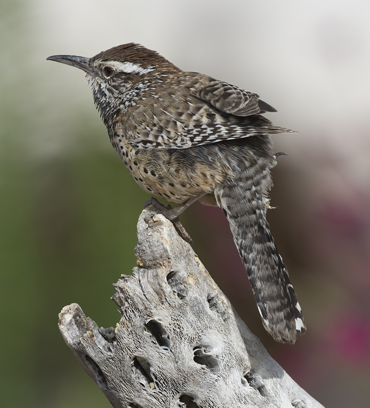 Cactus_Wren_15_AZ_032